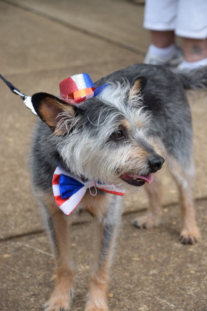 dog show 6-2019 039 (683x1024).jpg